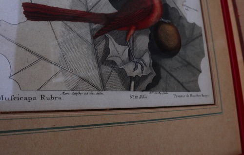 Catesby Stiche antik Lerche