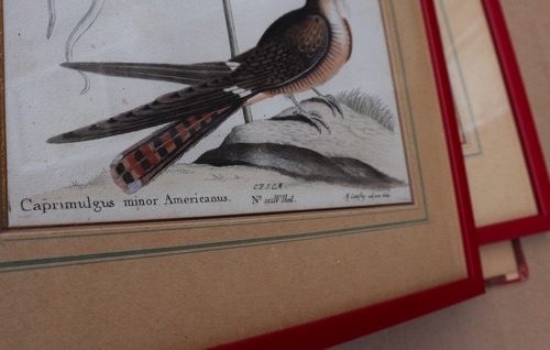 Catesby Stiche antik Lerche