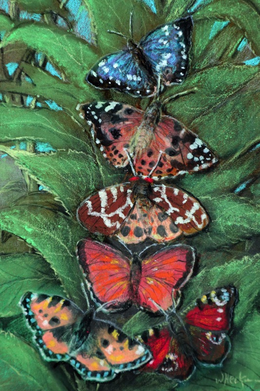 Walter Heckmann Pastell Gemälde Schmetterlinge