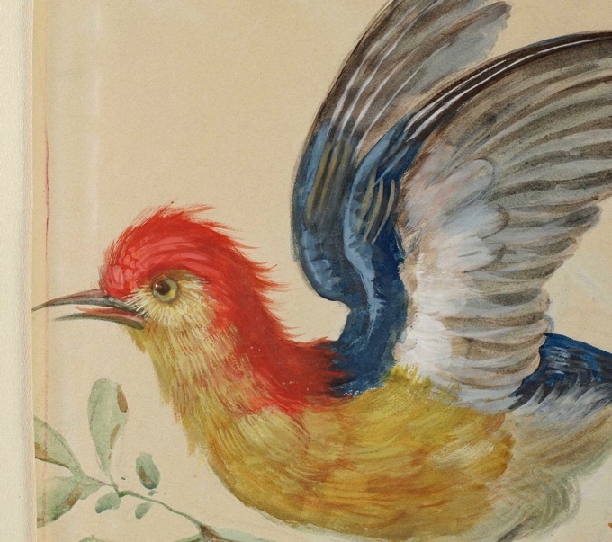 antikes Aquarell exotischer Vogel