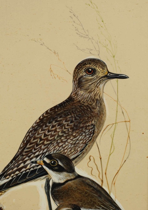 Ritter antikes Aquarell Vögel Dircksen