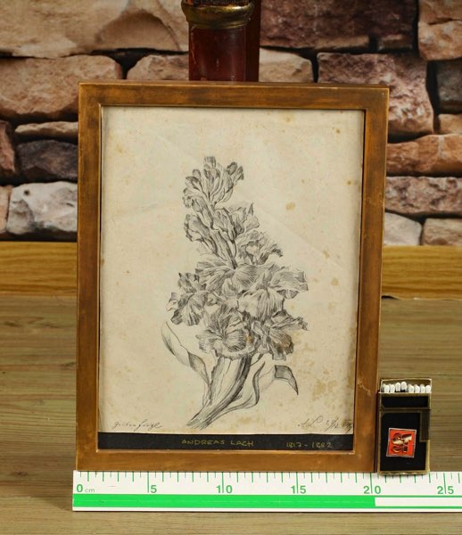 Zuschreibung Andreas Lach 1817-1882 Zeichnung antik von 1849 Pflanze Blume Blüte
